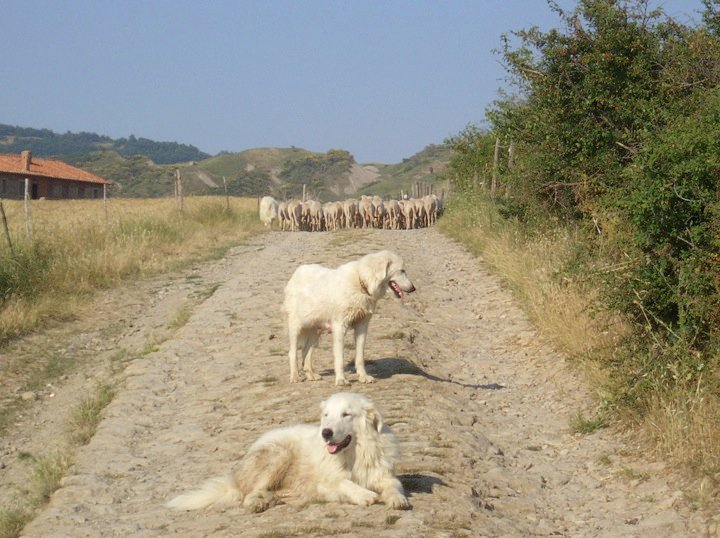 La Bandita : Tuscany, Italy