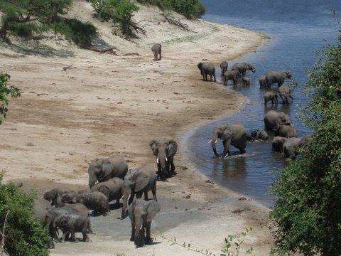 A luxury African river safari : Chobe River, Namibia, Africa
