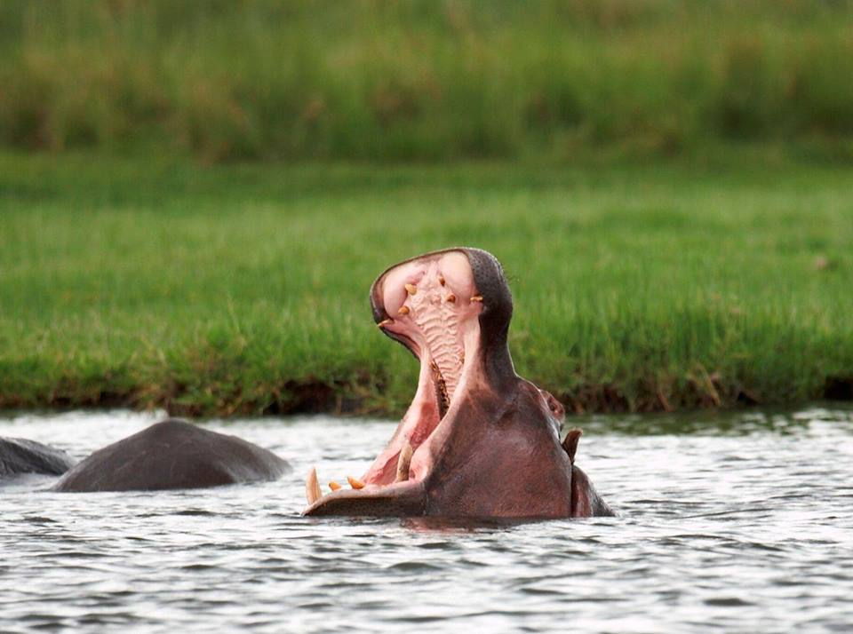 A luxury African river safari : Chobe River, Namibia, Africa