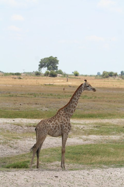 A luxury African river safari : Chobe River, Namibia, Africa