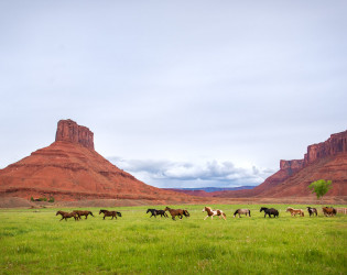 Sorrel-River-Horses-1 Sorrel River Ranch
