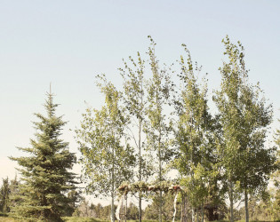 katiekenny_details020$!900x Pronghorn