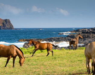 1433-horses-coast-view Travaasa Hana