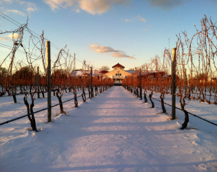 IMG_1229 Raphael Vineyard