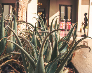 palala-boutique-game-lodge-and-spa-25 Palala Boutique Game Lodge and Spa