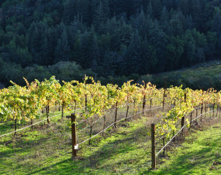 Redwood Retreat at Fernwood Cellars