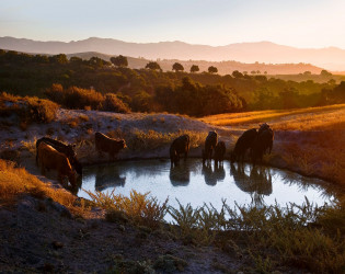 Zaca Creek Ranch