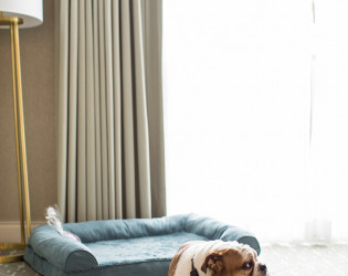 DelamarWH_DogInRoom-824 DELAMAR West Hartford