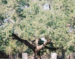 katherinederekwed_ashleykelemen-165 The Ivory Oak