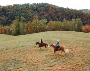 Horseback Blackberry Mountain