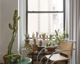 WIitness-apartment-succulent-vignette Witness Apt