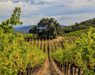 _MG_6051 Notre Vue Estate Winery