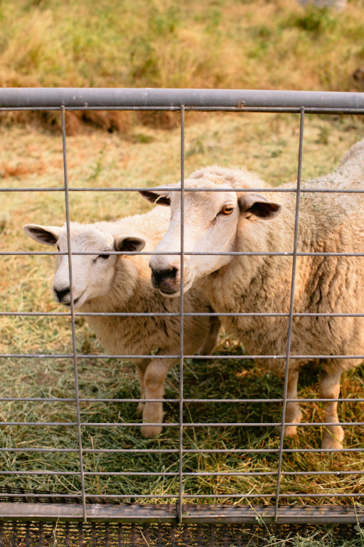 White Lotus Farm & Inn Venue Report