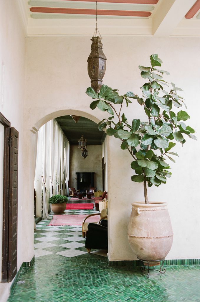 Fiddle fern majesty in magical Morocco