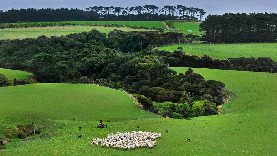 Behind Wharekauhau’s achingly-beautiful farmland surroundings is a hugely successful farming operation that put it on the map in the mid-1800s. One of the oldest Romney studs in the land, the vast 5,000-acre estate is dotted with Romney and Texel sheep ro