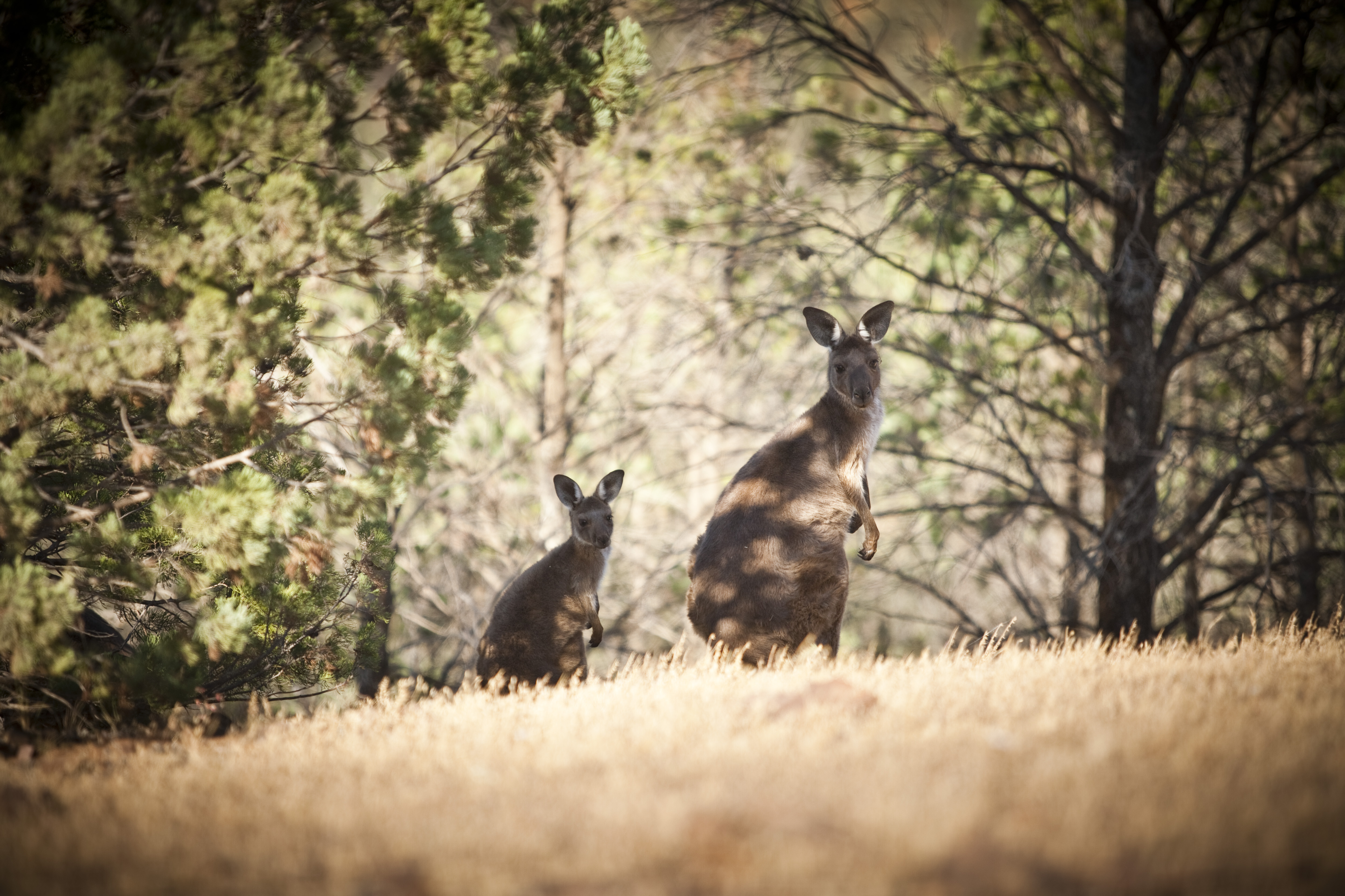 Kangaroo