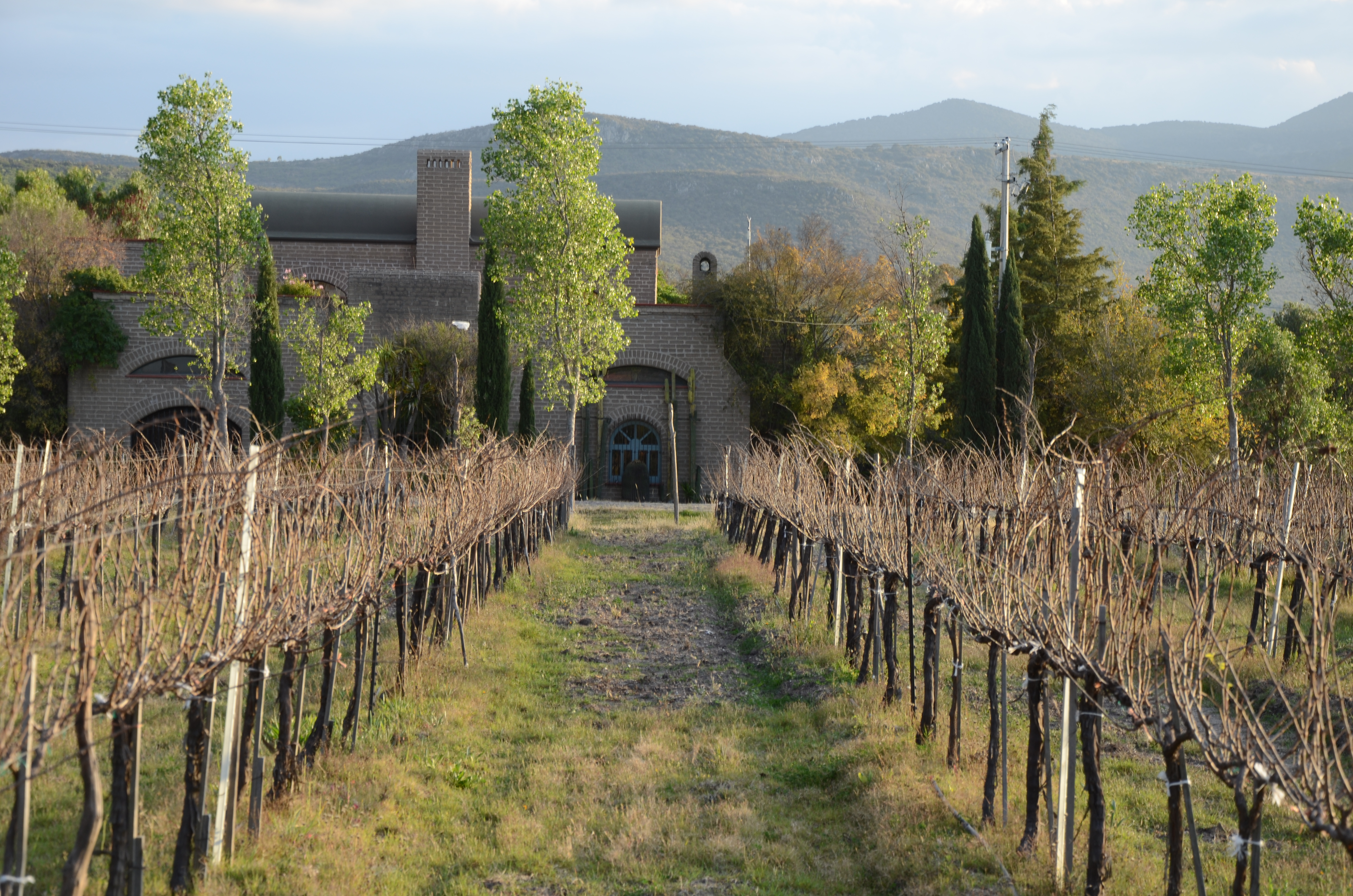 Vineyard