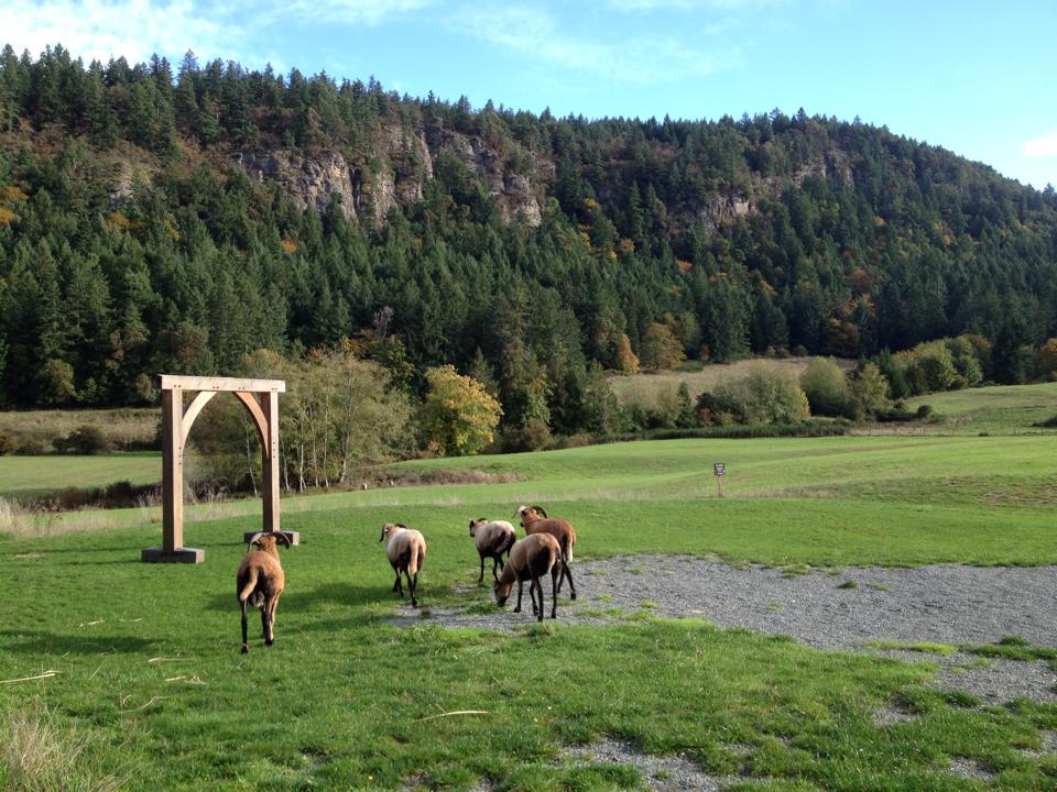 Highland cattle roam the pastures grazing on the lush grasses of Vancouver Island, while chickens freely wander and laze in the warm Cowichan Valley Sun.