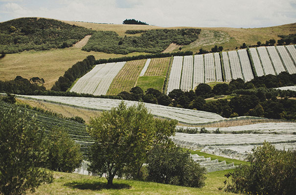 Casita Miro is in the Onetangi wine-growing region and comprises the 4.2 hectare Miro Vineyard and the outstanding Tapas restaurant called Casita Miro.