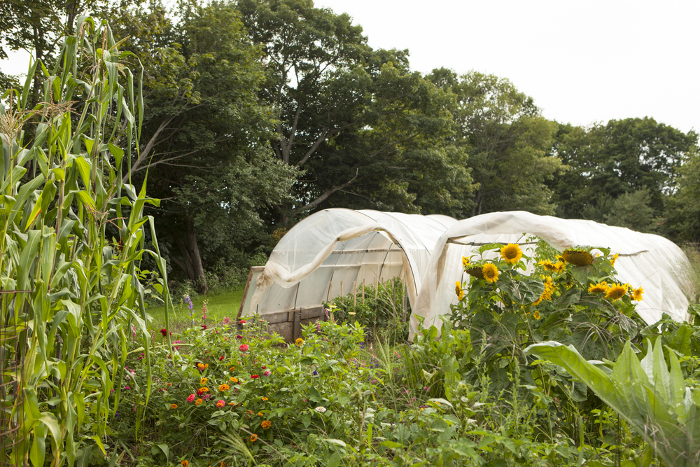 Primo is situated on a nearly 4 acre sustainable farm that produces varies types of food, raises animals and grows flowers using farming techniques that protect the environment and help foster the development of healthy living for our community.