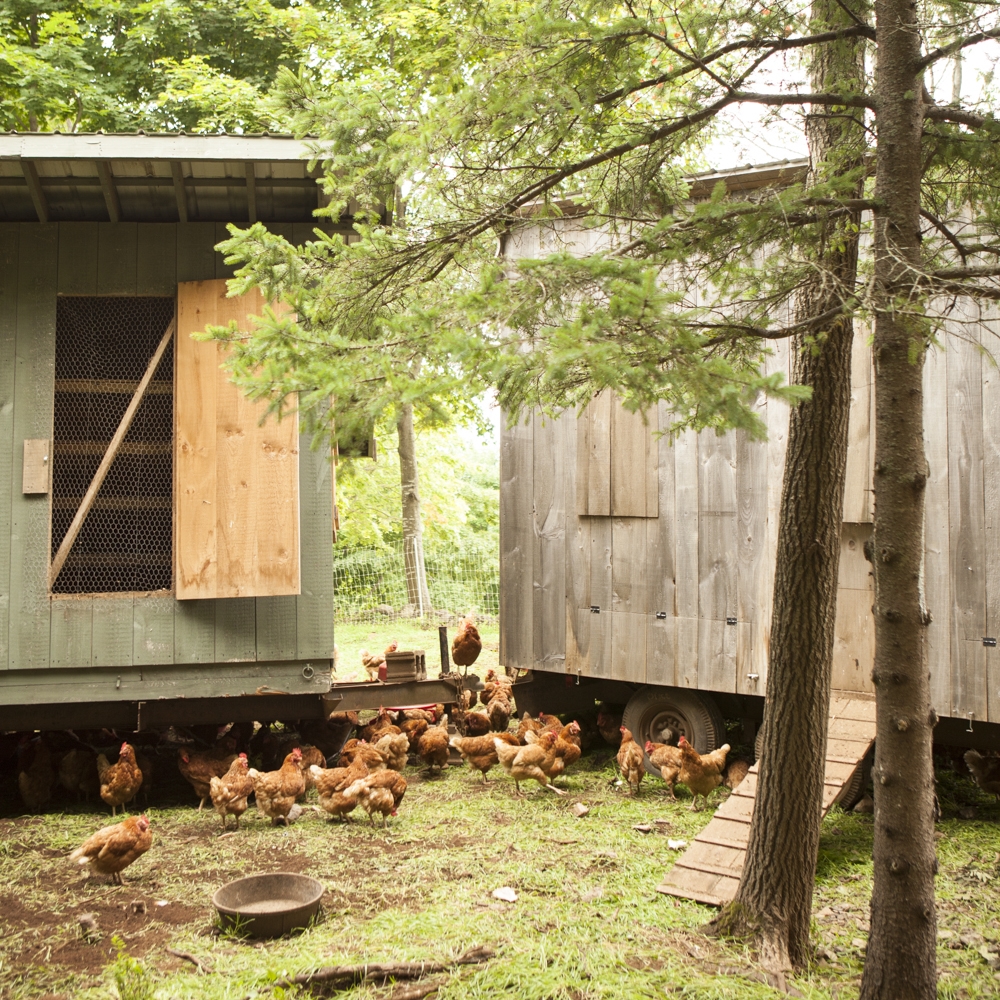 Our livestock are raised on pasture and are able to move freely without dangerous practices, consuming a natural diet.