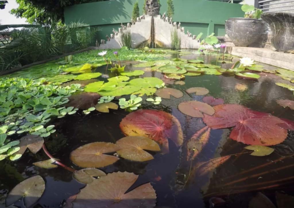 Lily Pond