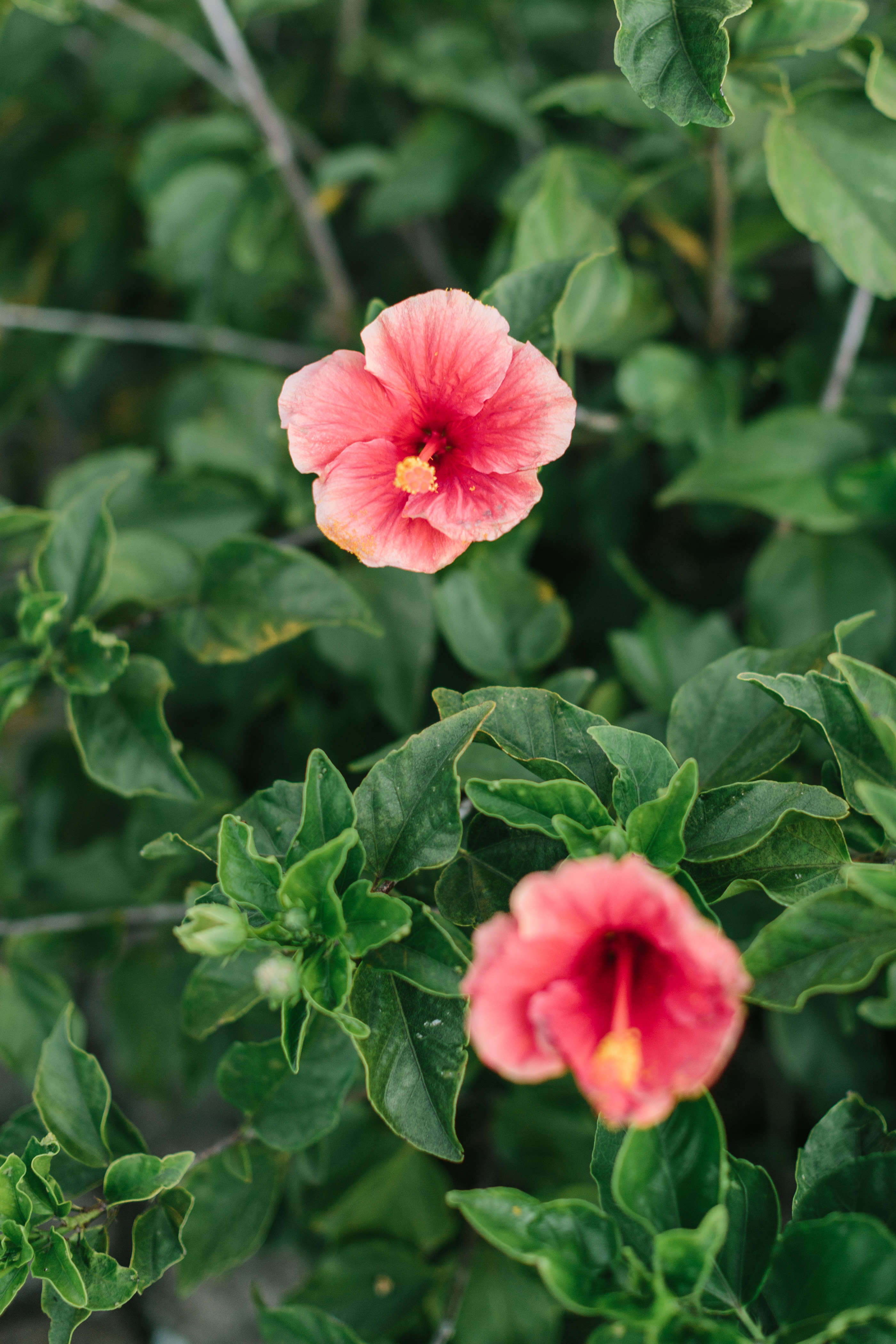 Hawaiian Tropical Flowers