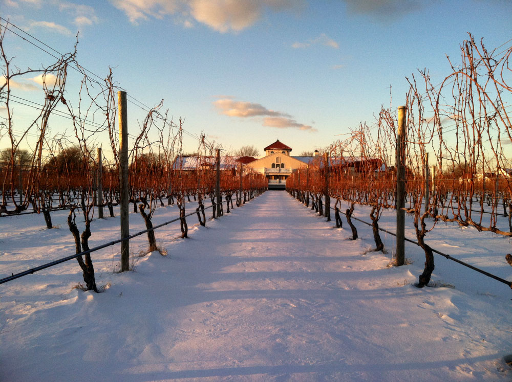 Special tastings of our wines offered by a knowledgeable staff can be arranged as a part of your event.