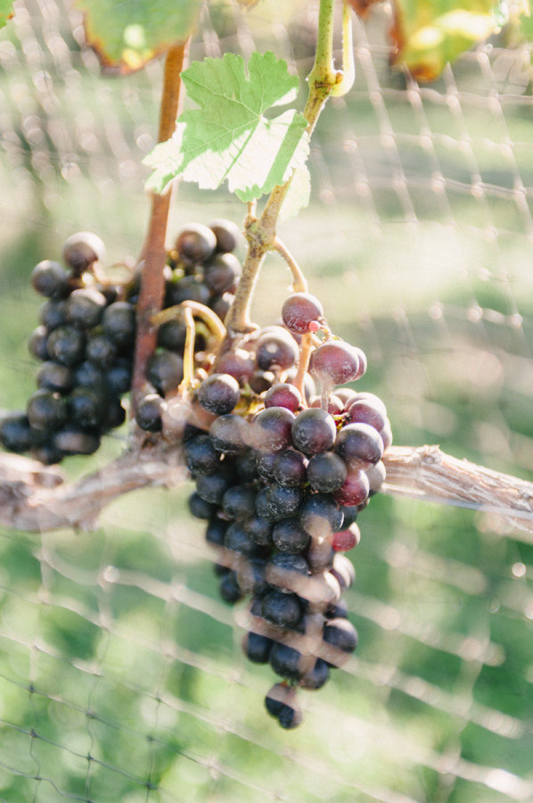 Of course, no great event would be complete without a world-class wine.