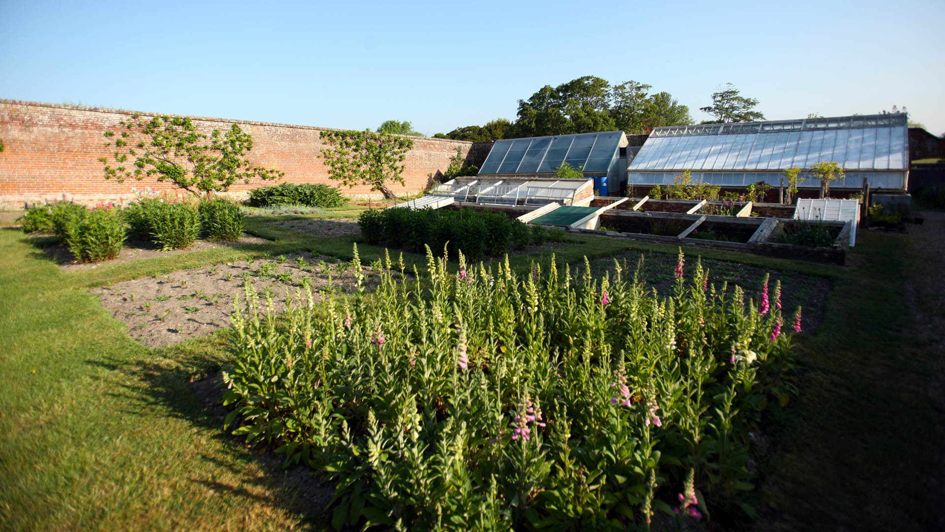 The private walled garden produces fruits and flowers for the house and holds a very interesting specimen; one of the original greengage trees, introduced to the British Isles by the Gage family in 1724.