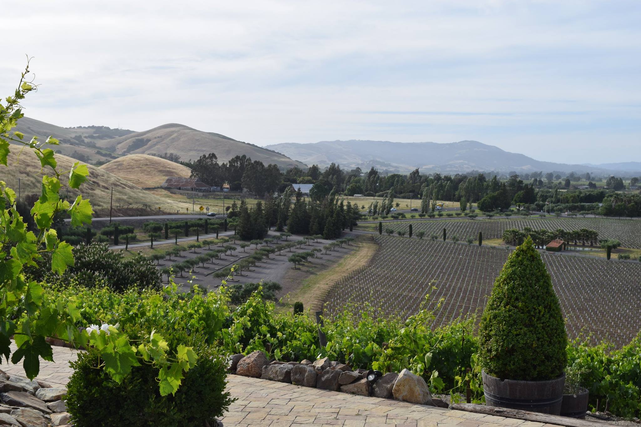 In 2015, we replanted our estate vineyards with 10 acres of Pinot Noir and 15 acres of Chardonnay.