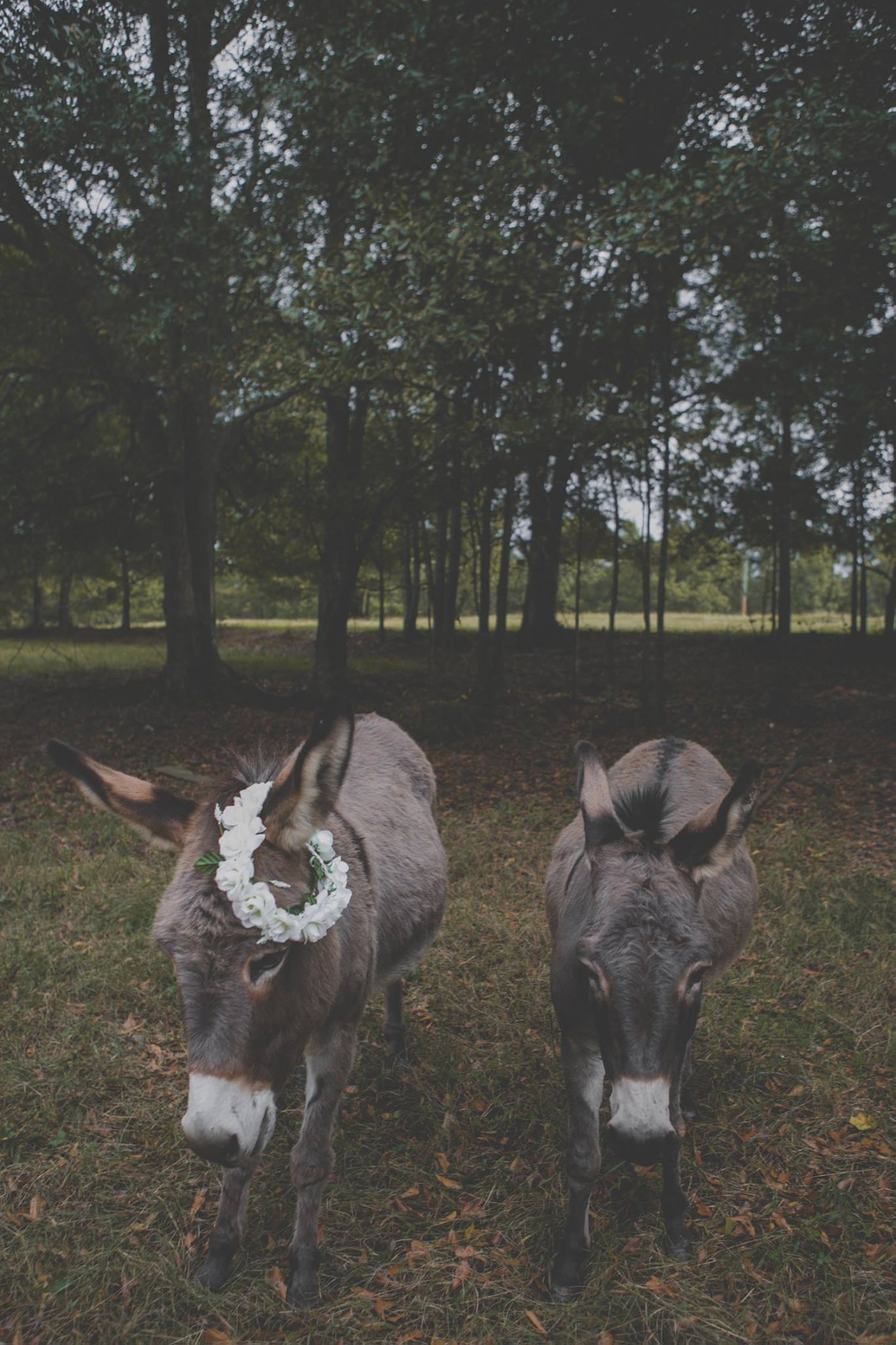 Mr. and Mrs. Donkey