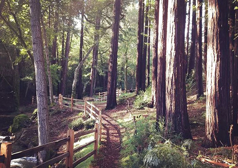 Discover the Redwoods.