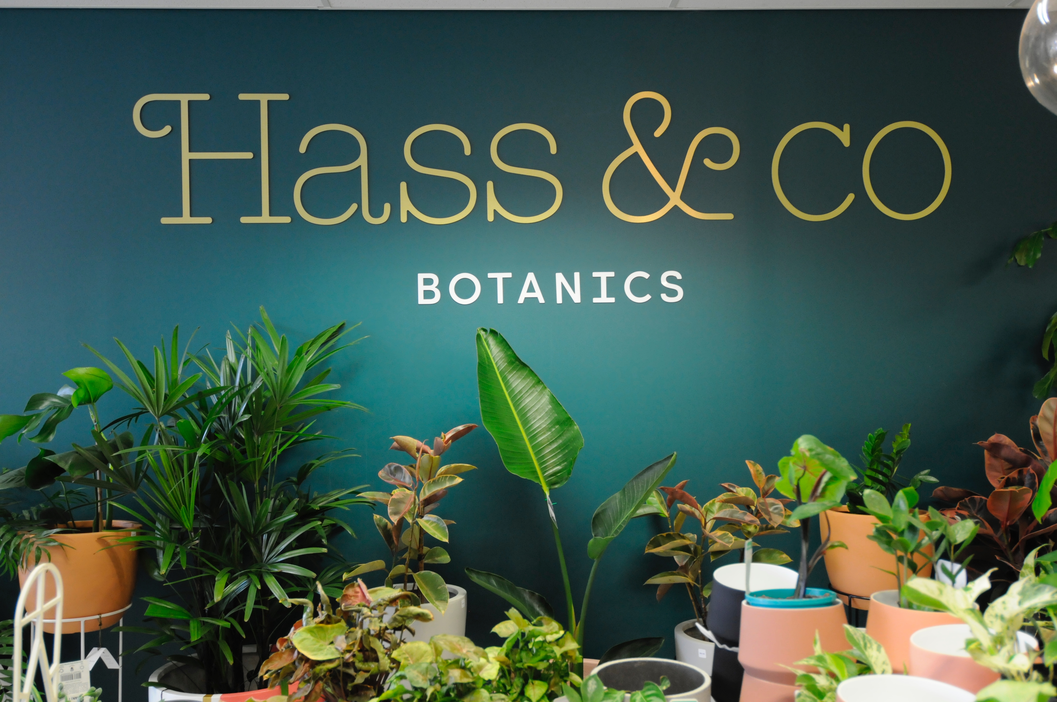 Indoor plant heaven in Leederville, Perth WA