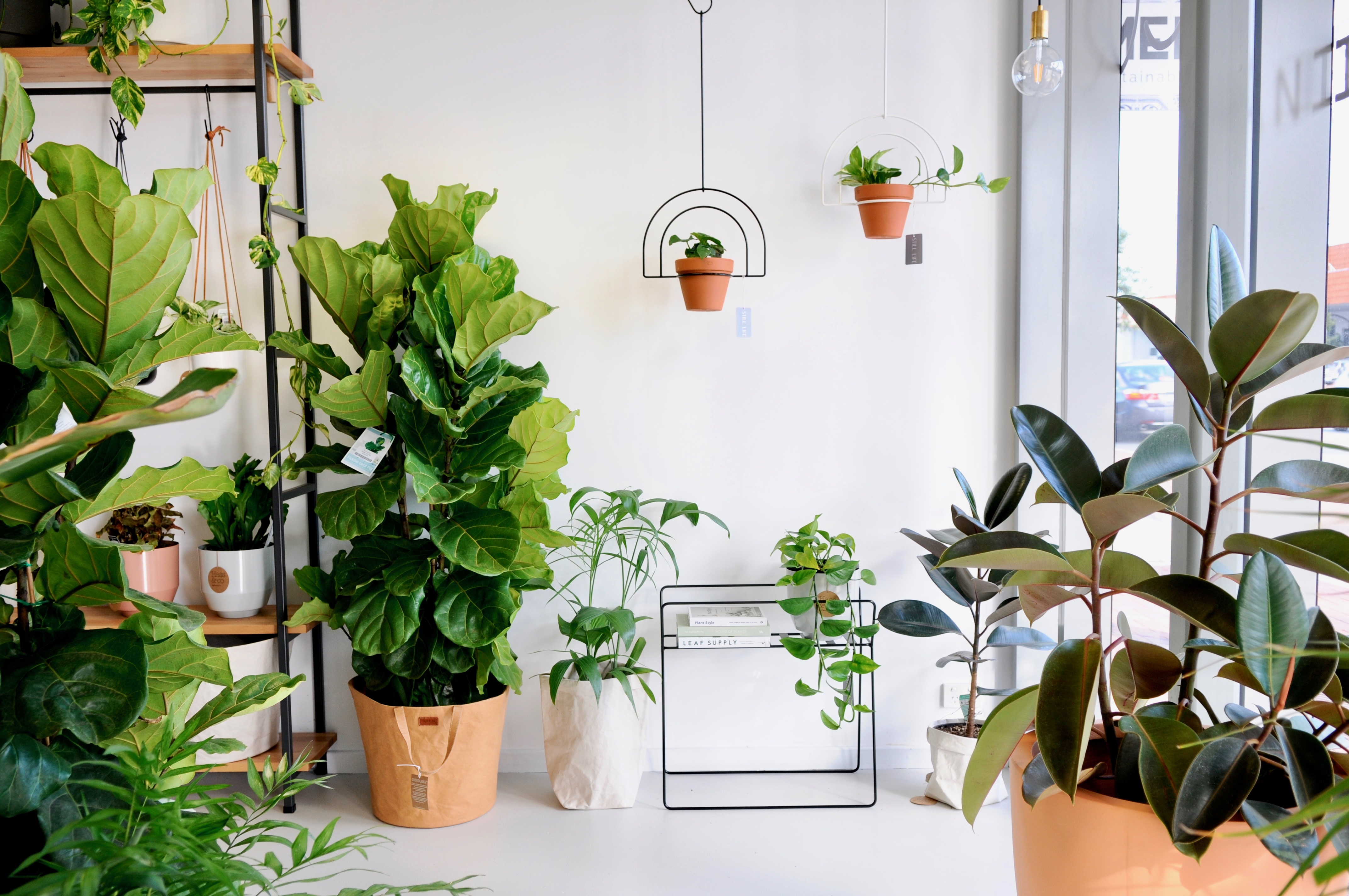 Indoor plant heaven in Leederville, Perth WA