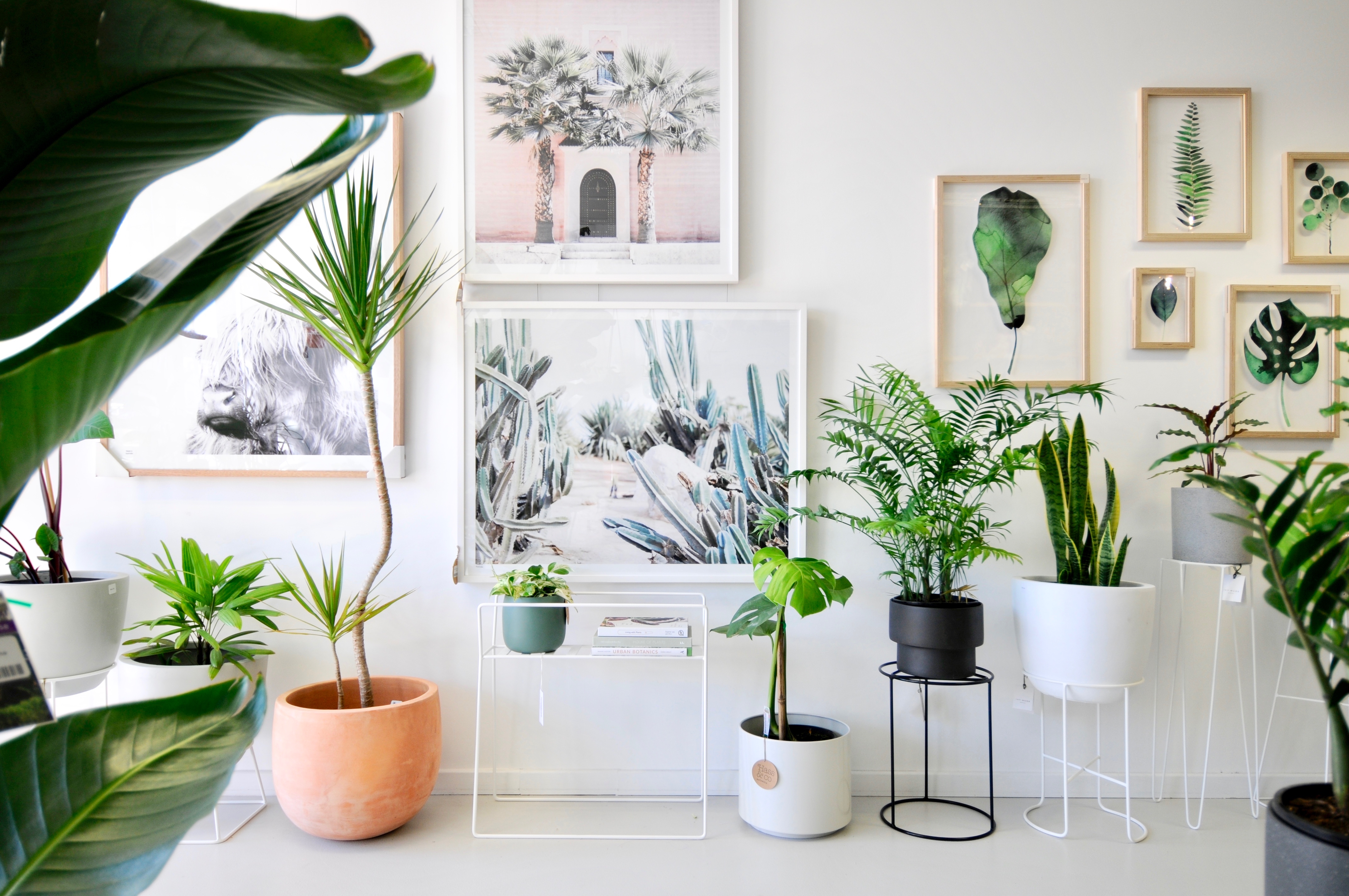 Indoor plant heaven in Leederville, Perth WA