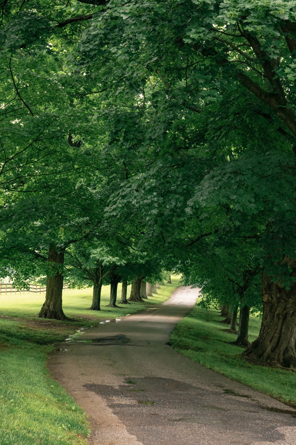 Tree-lined Entrance