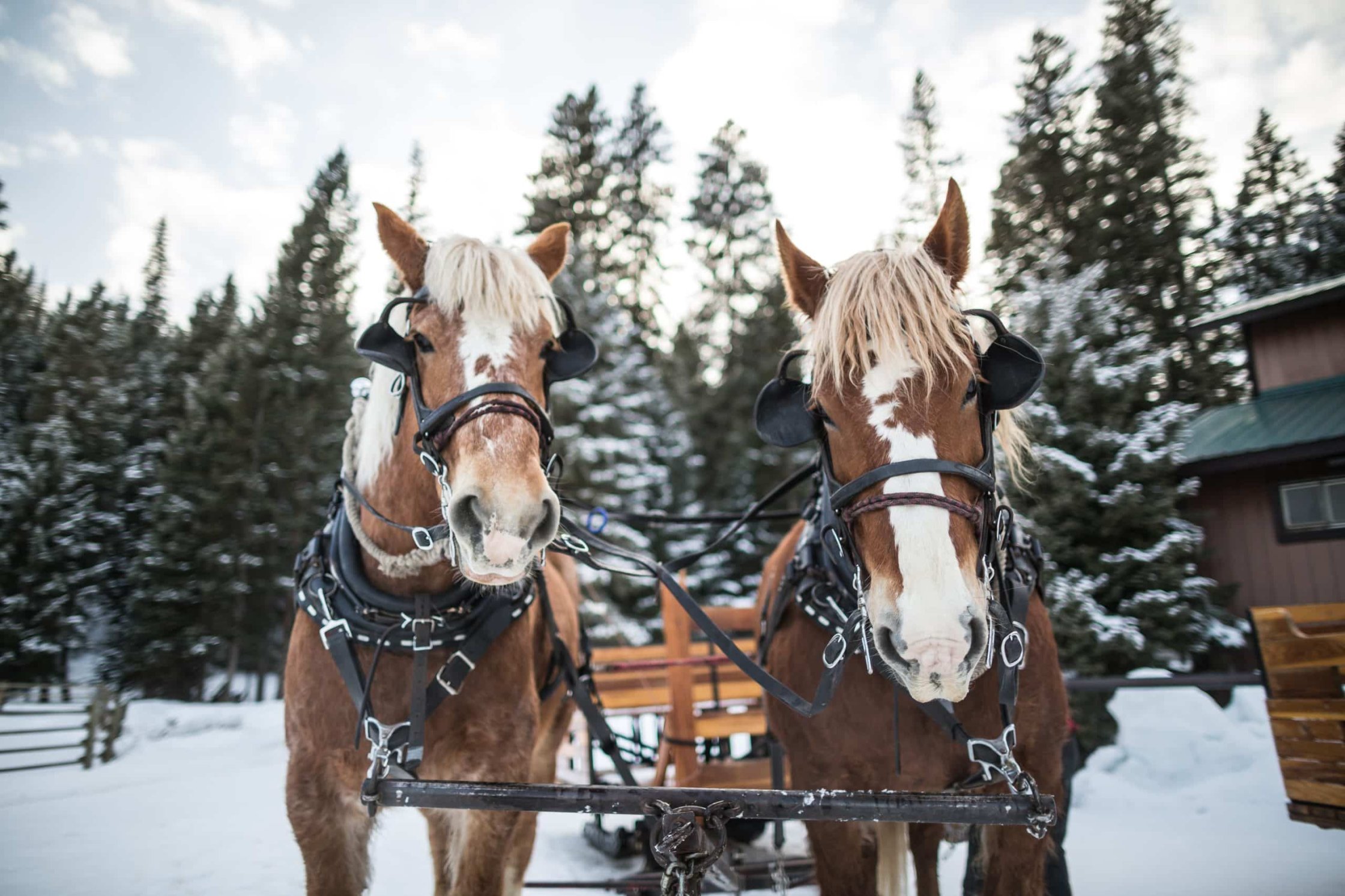 Sleigh Ride Dinner
